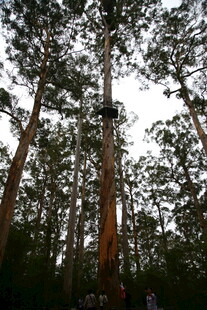 仰视茂密高大的树林