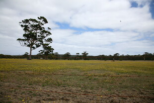 旷野孤树风景图