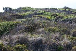 野外繁茂的多样植被景观