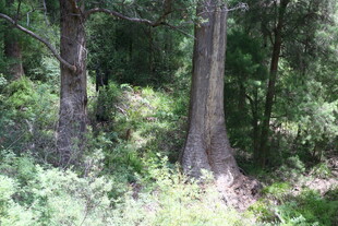 森林中的树木与繁茂植被