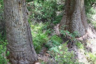 森林中粗壮的树木与植被