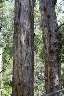 森林中的粗壮树干