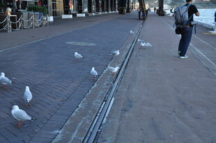 街头漫步与鸽群相伴