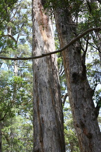 茂密森林中的高大树木