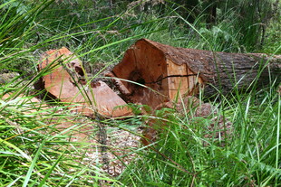 林间被砍伐的粗壮原木