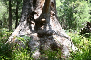 森林中奇特造型的大树干