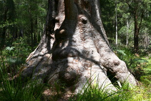 古老大树根部的自然景观