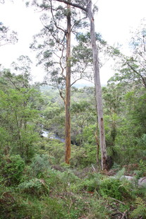 茂密森林中的高大树木