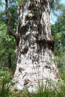 古老大树的斑驳树干