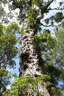 高大挺拔的古老树木