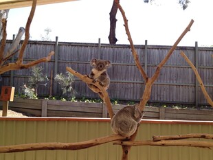 独特树枝造型艺术摆件