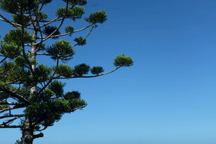 蓝天映衬下的挺拔松树