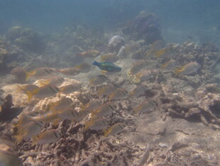 海底斑斓珊瑚景观