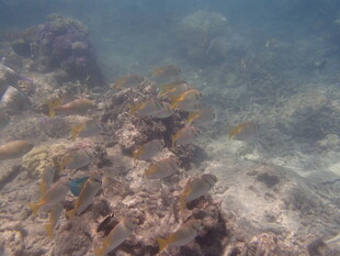 海底珊瑚礁景观