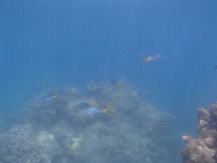 海底珊瑚与游动的小鱼