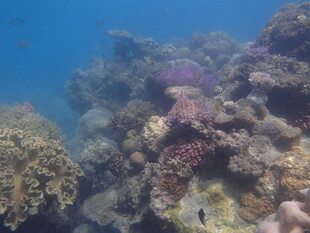 海底多彩珊瑚景观