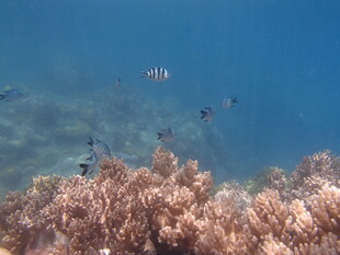 海底珊瑚与游动的鱼儿