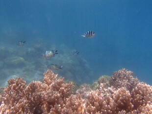 海底珊瑚与游鱼美景