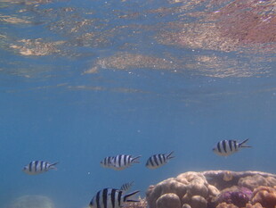 海底游鱼与珊瑚景观