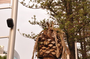 巨大松果挂于树上