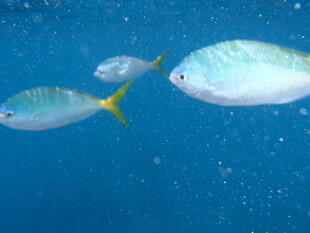 蓝色海水中的多彩小鱼