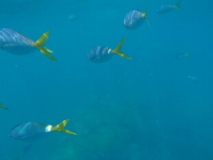 蓝色海中游动的多彩小鱼