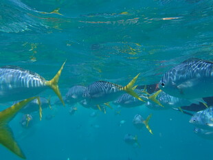 海底畅游的多彩鱼类