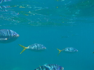 畅游蓝水的多彩热带鱼