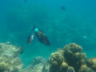 海底游鱼与珊瑚景观