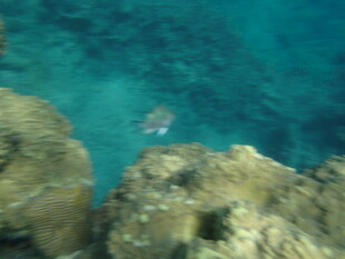 海底礁石旁的游动小鱼