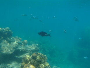 海底珊瑚与游动的小鱼