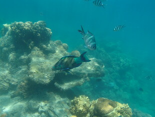 海底潜水员与多彩珊瑚