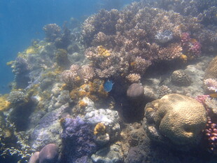 海底多彩珊瑚景观