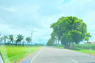 公路旁绿意盎然的风景