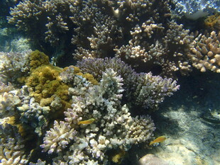 海底多彩珊瑚景观