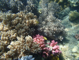 海底多彩珊瑚景观