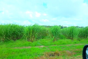 田野中的葱郁甘蔗林