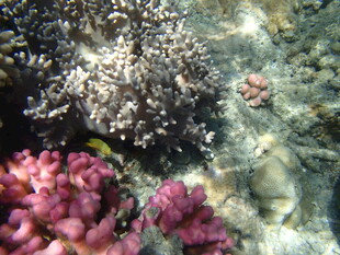 海底缤纷珊瑚景观