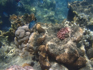 海底多彩珊瑚景观