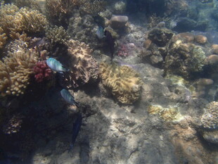 海底多彩珊瑚景观