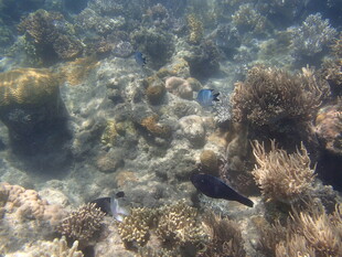 海底珊瑚与游动的鱼类