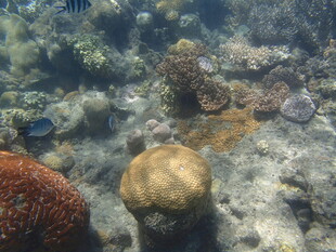 海底多彩珊瑚景观
