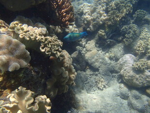 海底珊瑚间的蓝色小鱼