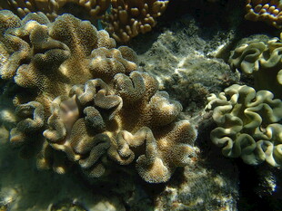 海底多彩珊瑚景观