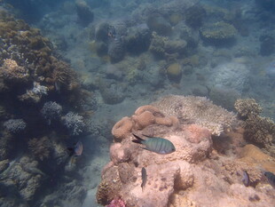 海底礁石旁的小鱼景观