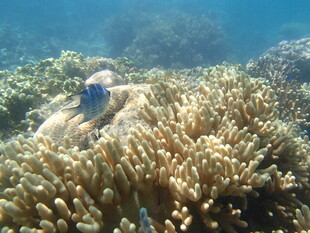 海底珊瑚丛中的蓝色小鱼