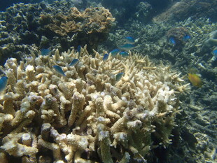 海底绚烂珊瑚景观