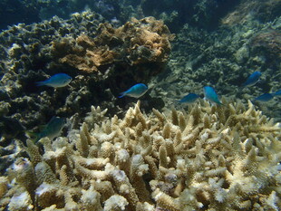 海底珊瑚与游动的小鱼