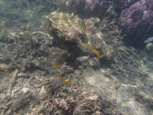 海底的神秘鱼类