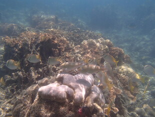 海底礁石旁的神秘海洋生物